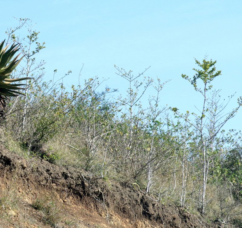 Afrocanthium mundianum photo 7