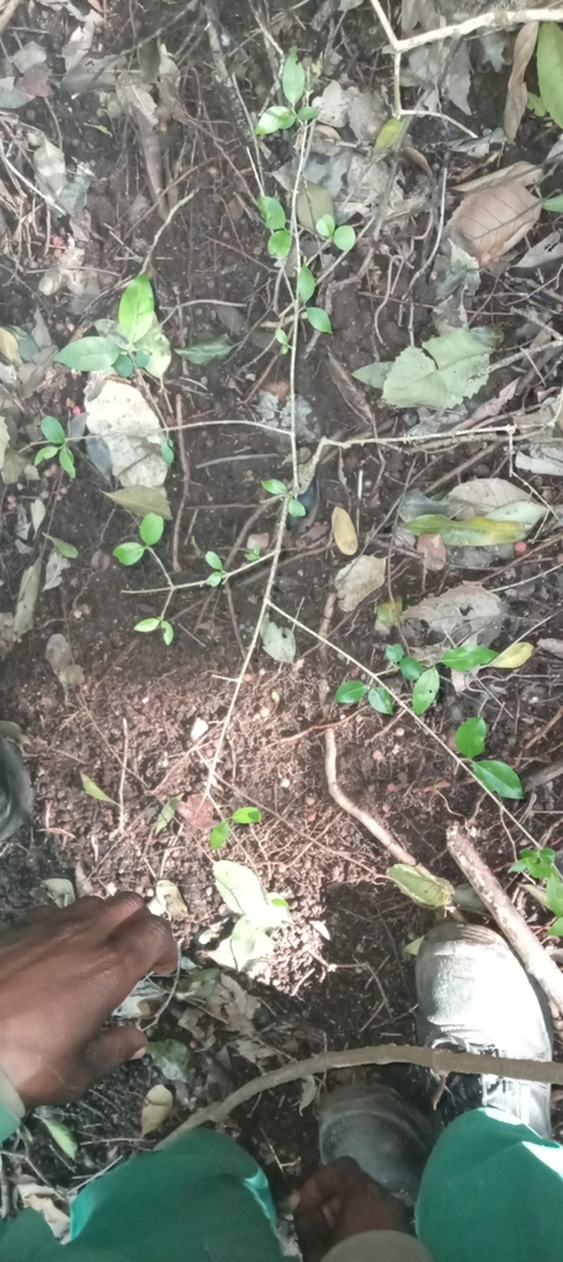 Afrocanthium mundianum photo 8