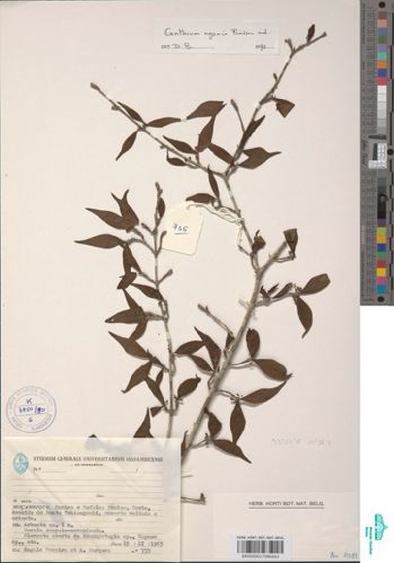 Afrocanthium ngonii
