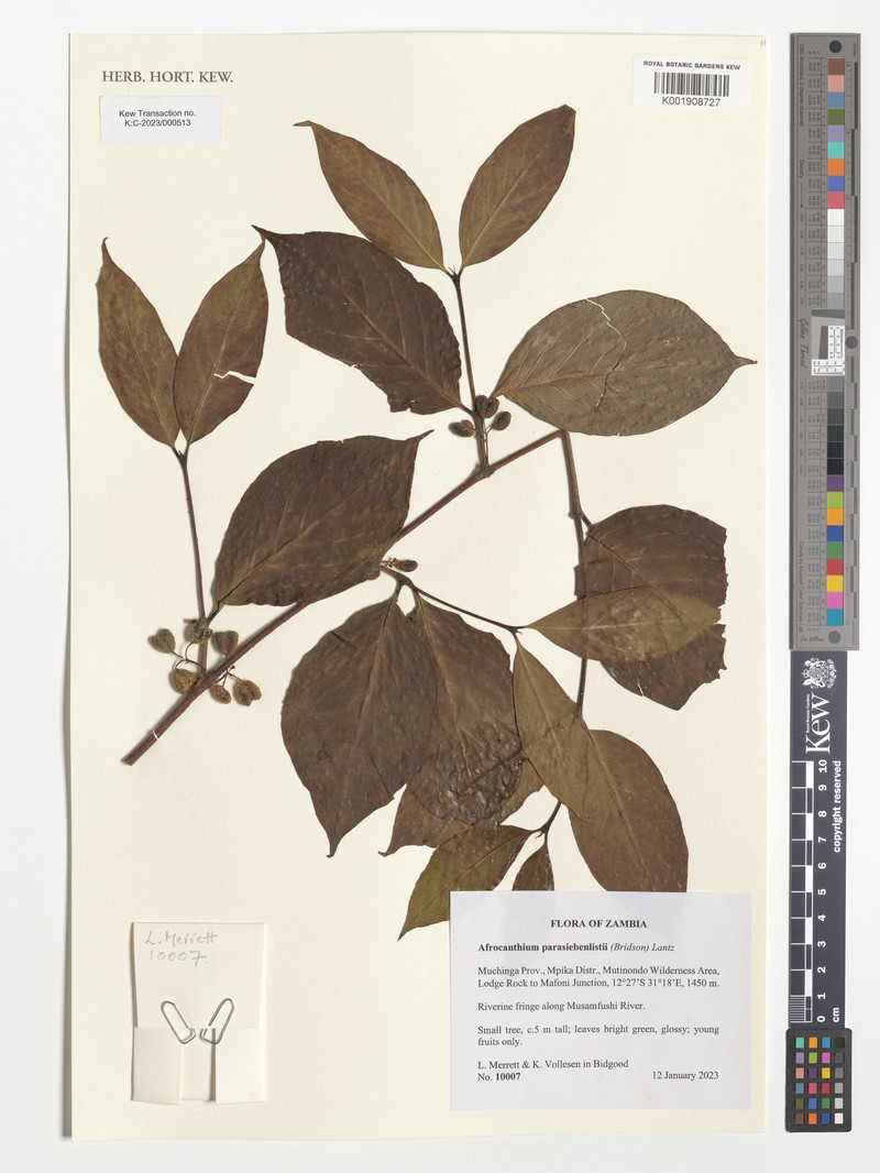 Afrocanthium parasiebenlistii