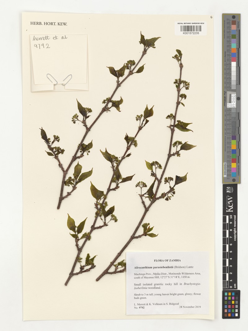 Afrocanthium parasiebenlistii photo 2