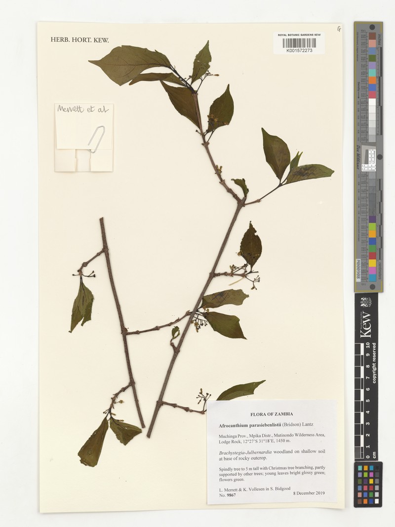 Afrocanthium parasiebenlistii photo 3
