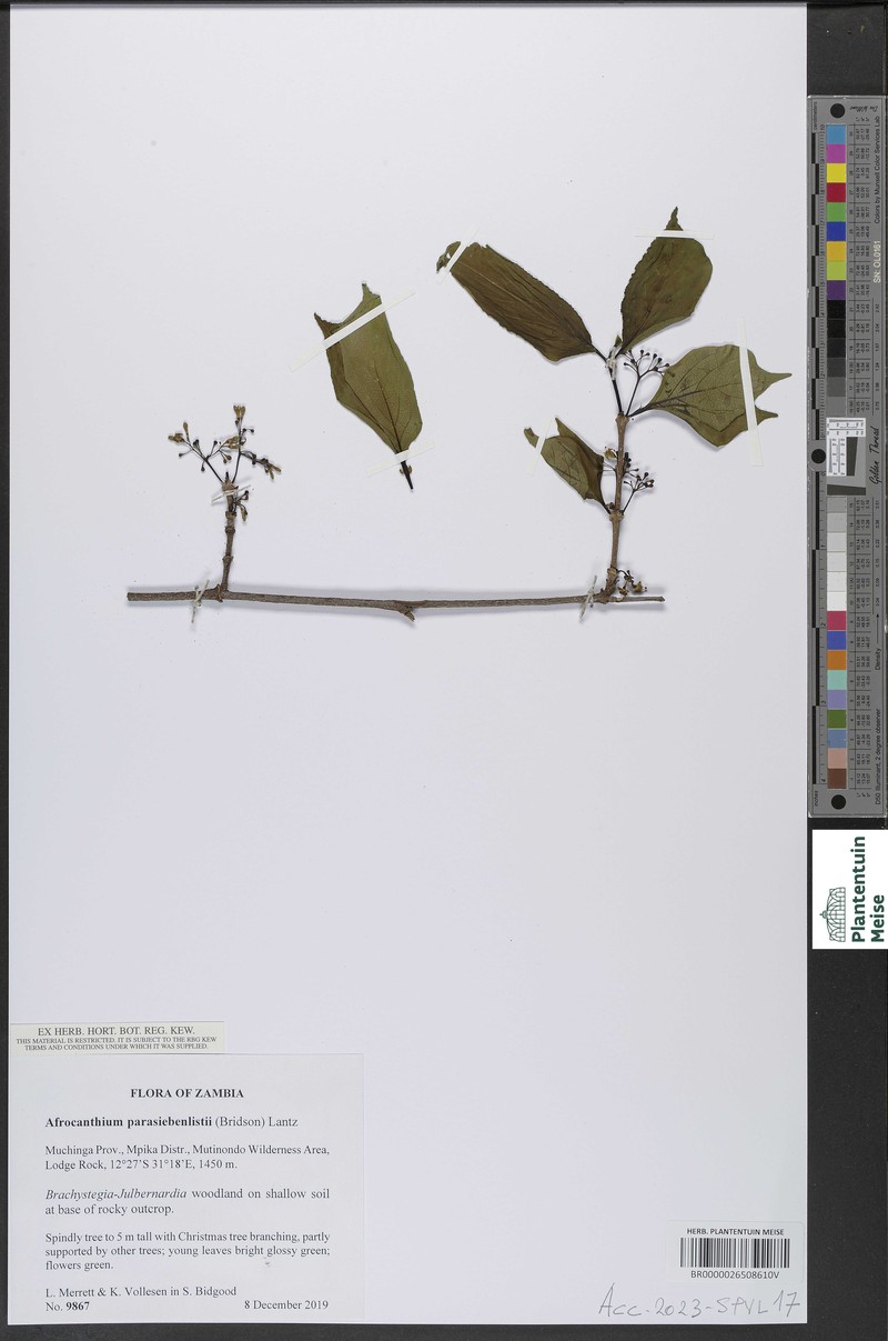 Afrocanthium parasiebenlistii photo 4