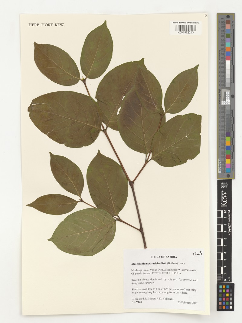 Afrocanthium parasiebenlistii photo 5