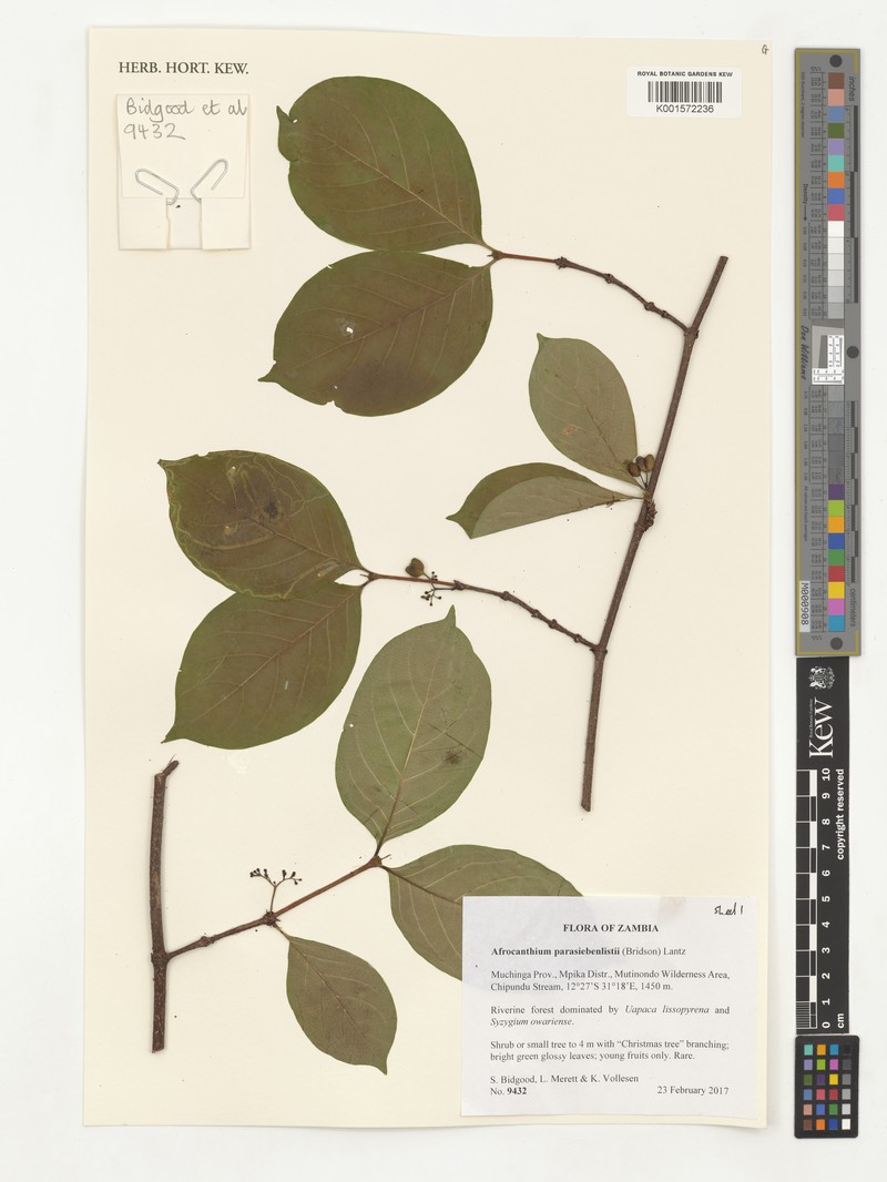Afrocanthium parasiebenlistii photo 6