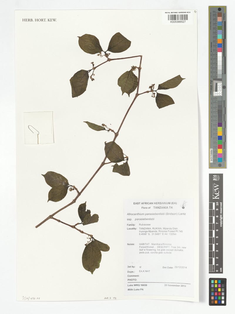 Afrocanthium parasiebenlistii photo 7