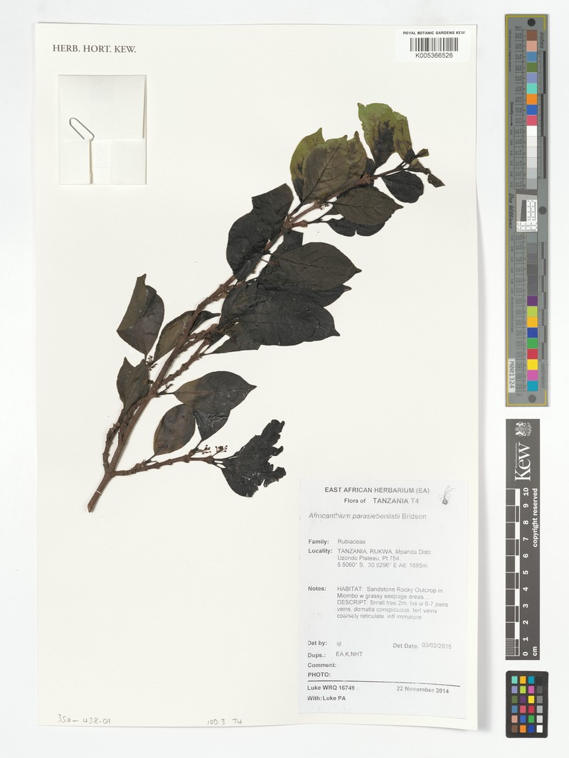 Afrocanthium parasiebenlistii photo 8