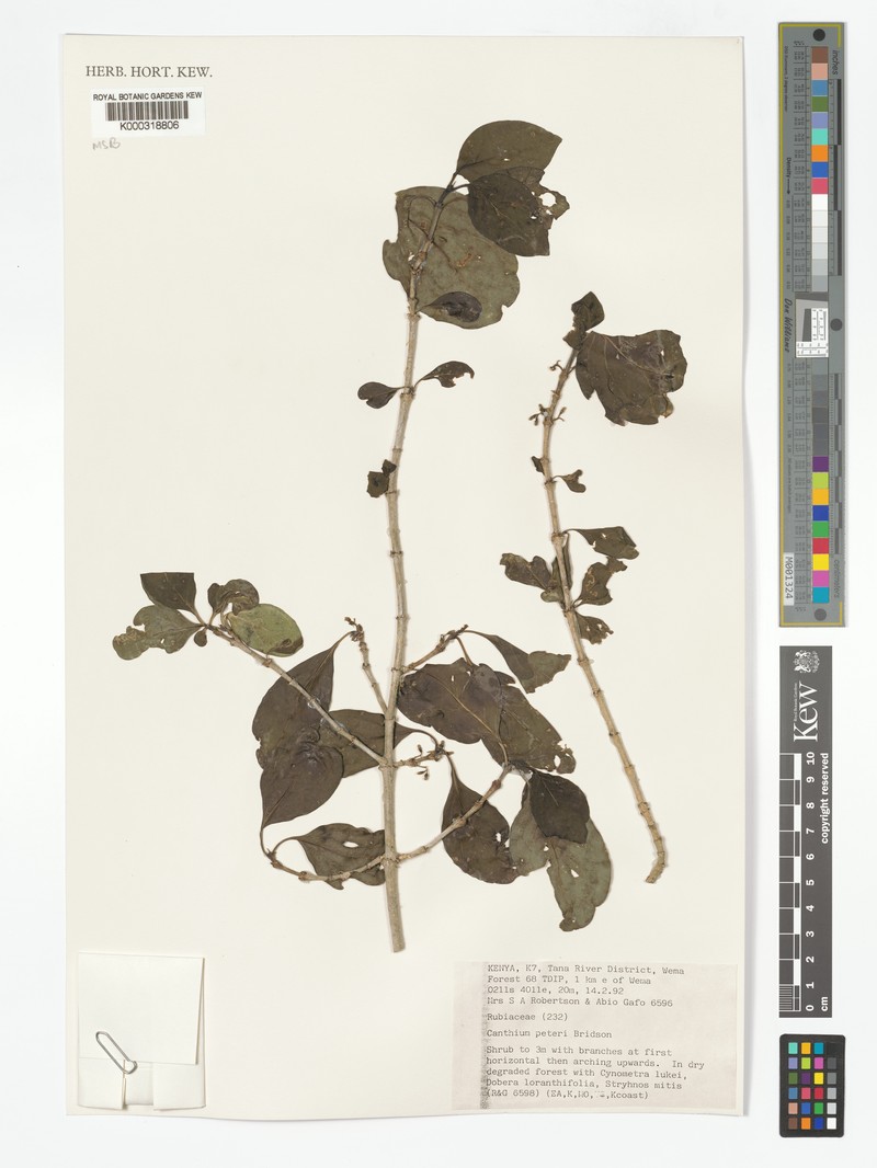 Afrocanthium peteri