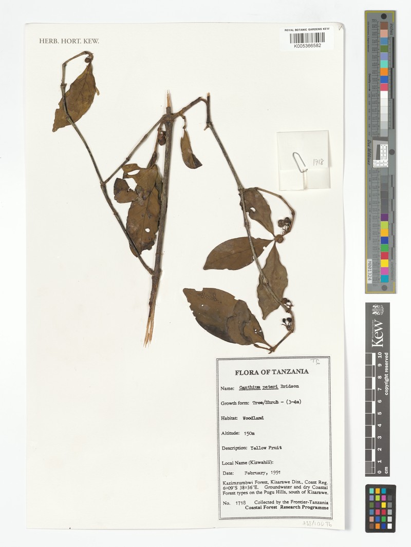 Afrocanthium peteri photo 2