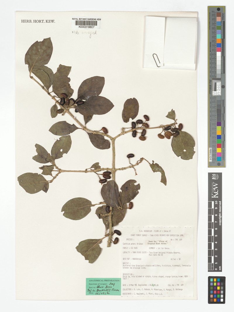 Afrocanthium peteri photo 3