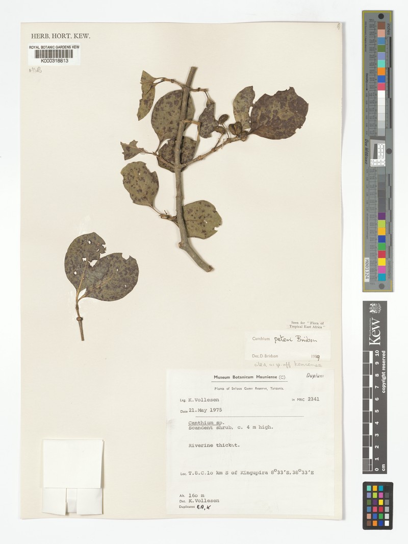 Afrocanthium peteri photo 4