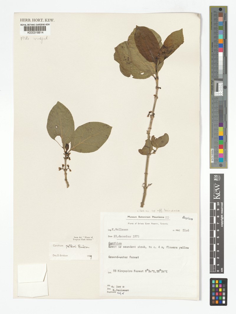 Afrocanthium peteri photo 5