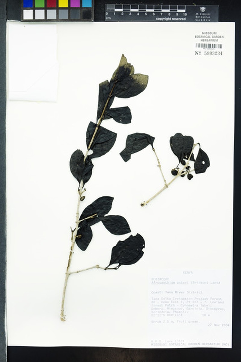 Afrocanthium peteri photo 6