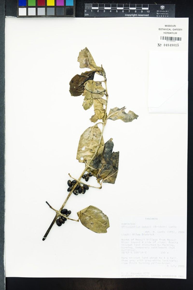 Afrocanthium peteri photo 7