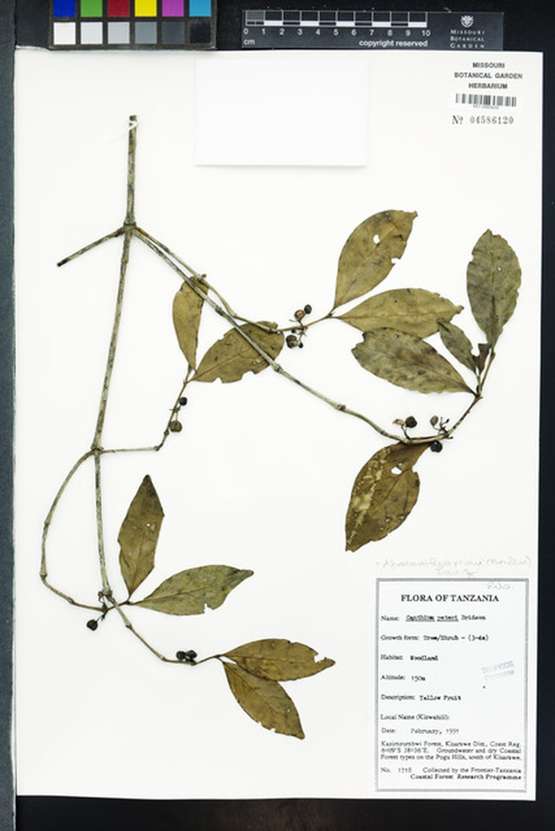 Afrocanthium peteri photo 8