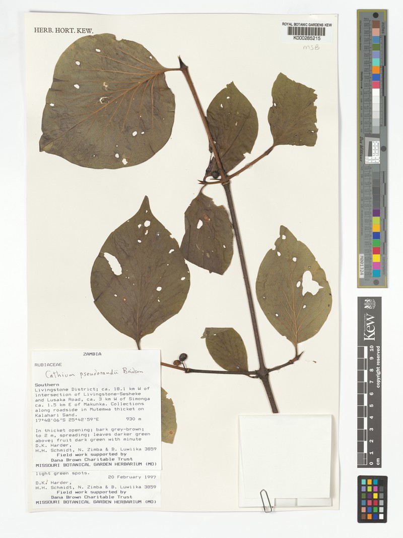 Afrocanthium pseudorandii