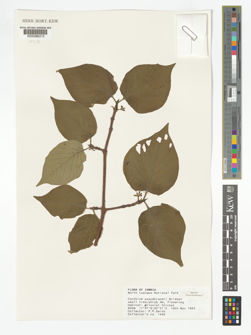 Afrocanthium pseudorandii photo 2