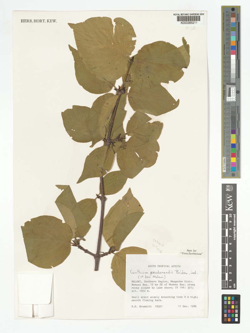 Afrocanthium pseudorandii photo 3