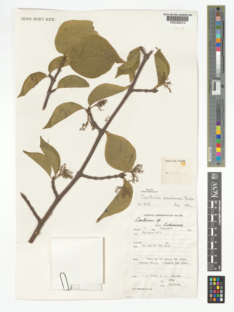 Afrocanthium pseudorandii photo 4