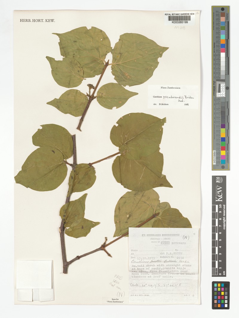 Afrocanthium pseudorandii photo 5