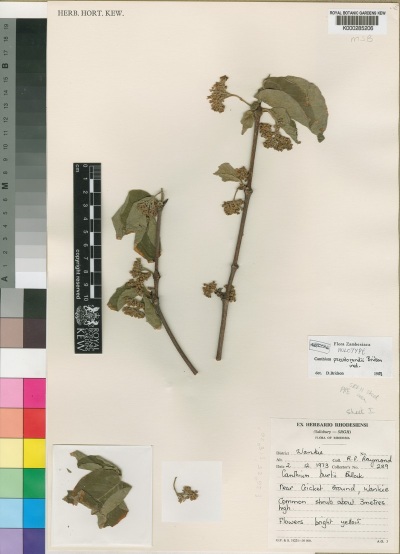 Afrocanthium pseudorandii photo 6