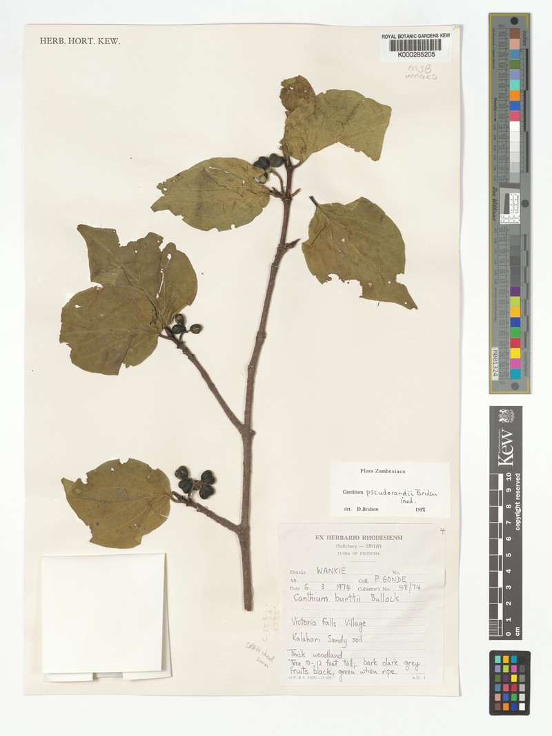 Afrocanthium pseudorandii photo 7