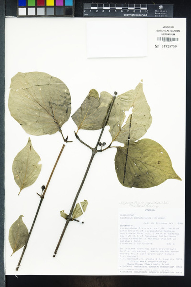 Afrocanthium pseudorandii photo 8