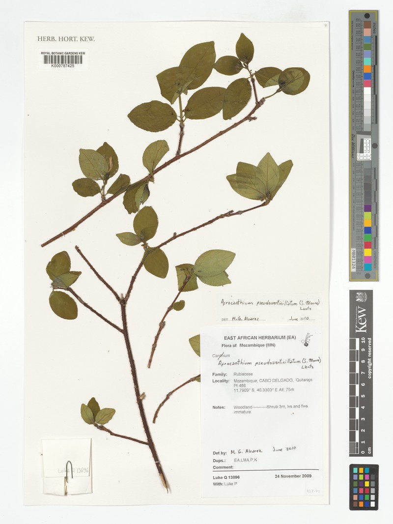 Afrocanthium pseudoverticillatum