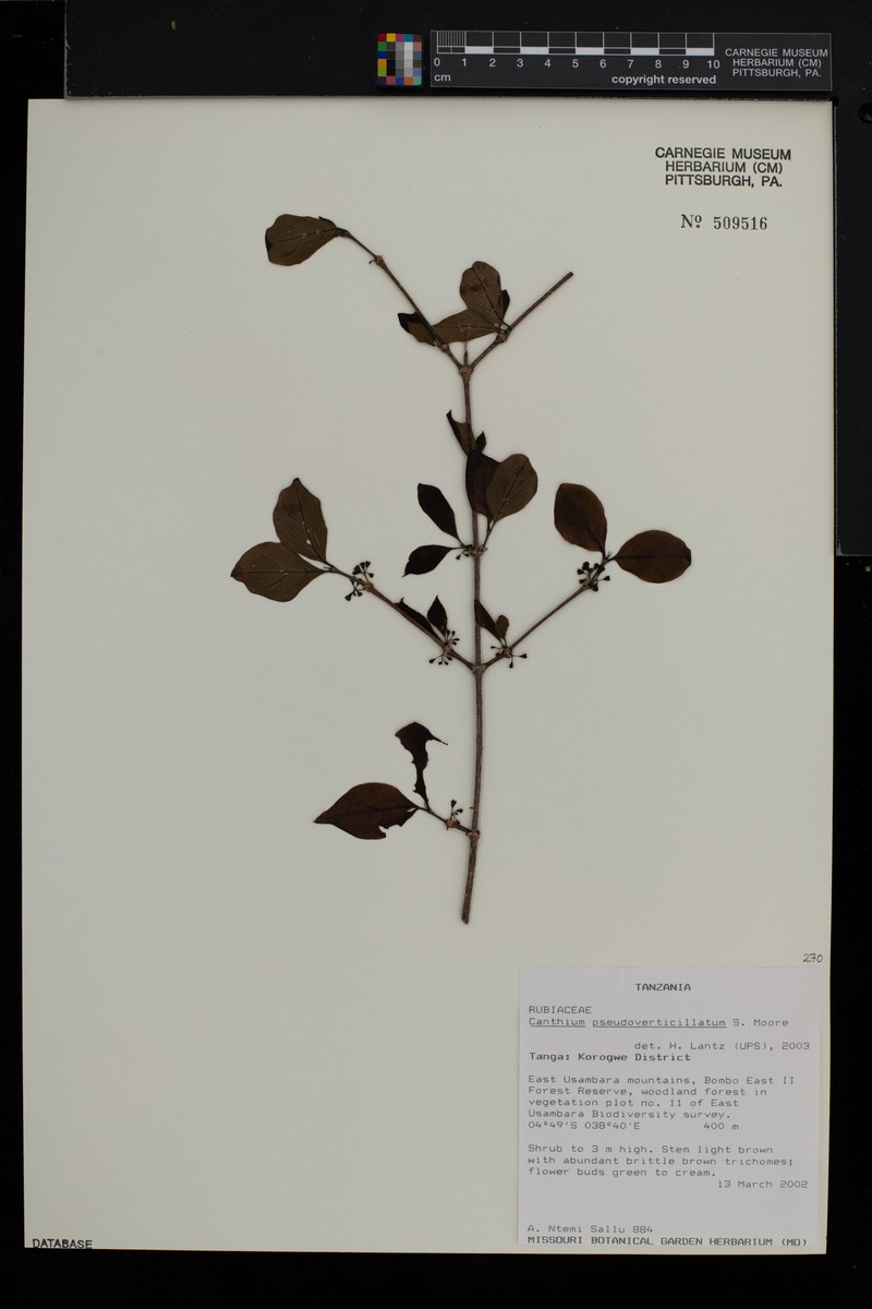 Afrocanthium pseudoverticillatum photo 2
