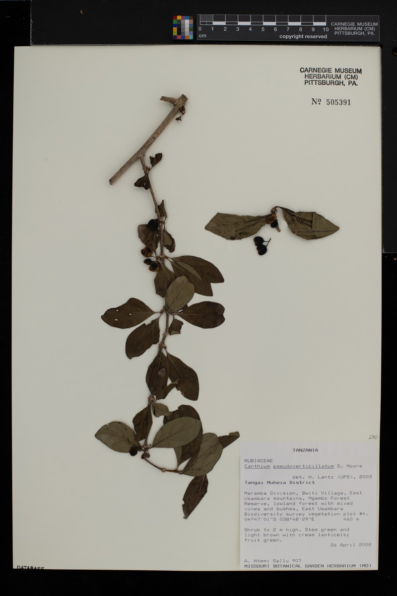 Afrocanthium pseudoverticillatum photo 3