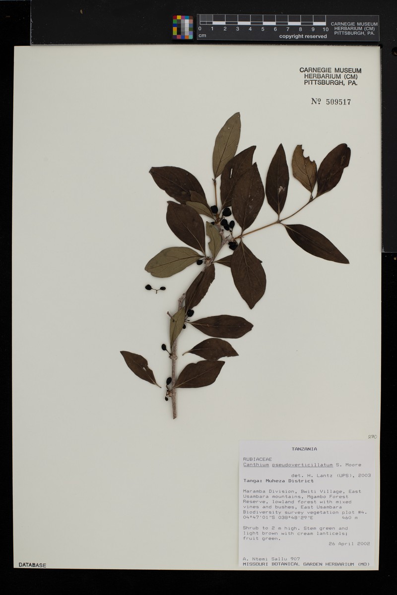 Afrocanthium pseudoverticillatum photo 4