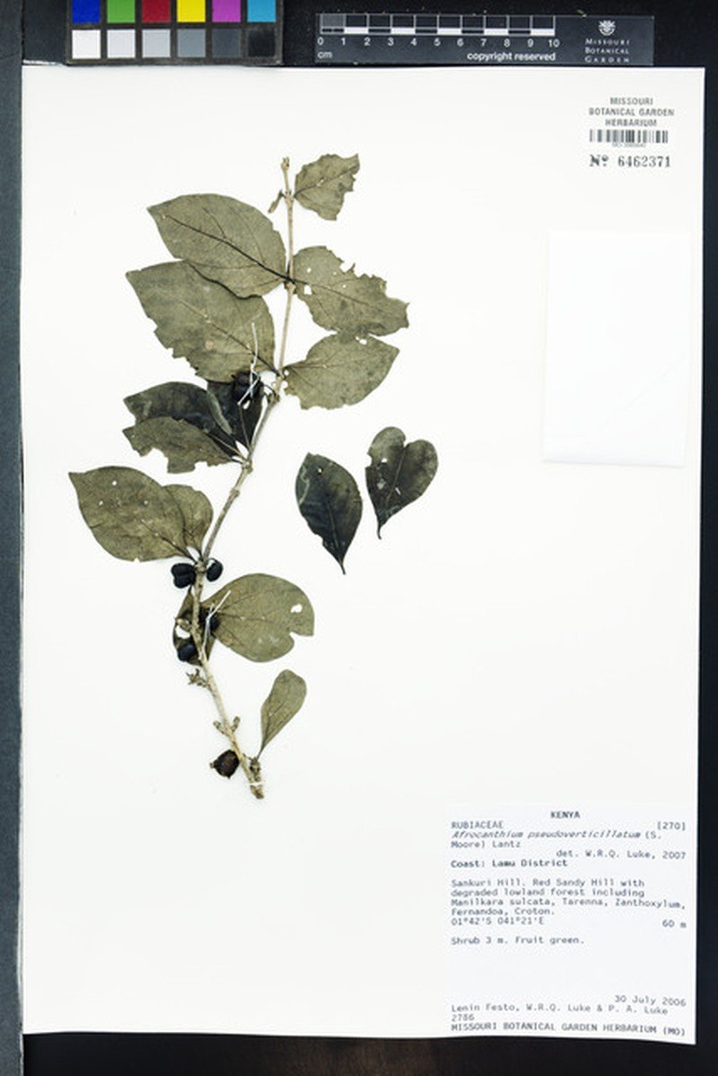 Afrocanthium pseudoverticillatum photo 5