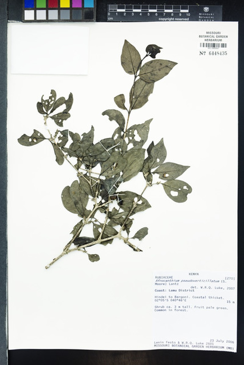Afrocanthium pseudoverticillatum photo 6