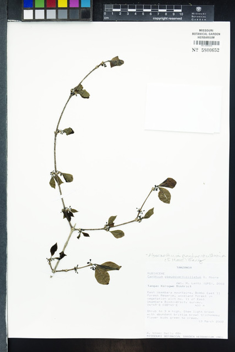 Afrocanthium pseudoverticillatum photo 7