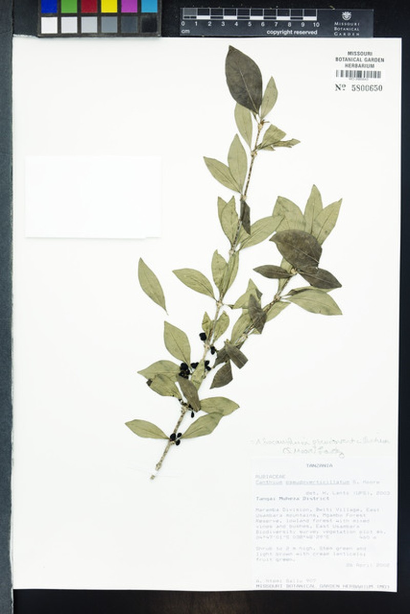 Afrocanthium pseudoverticillatum photo 8