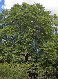 Afrocanthium racemulosum