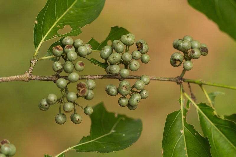 Afrocanthium racemulosum photo 2