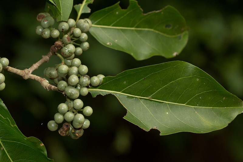 Afrocanthium racemulosum photo 3