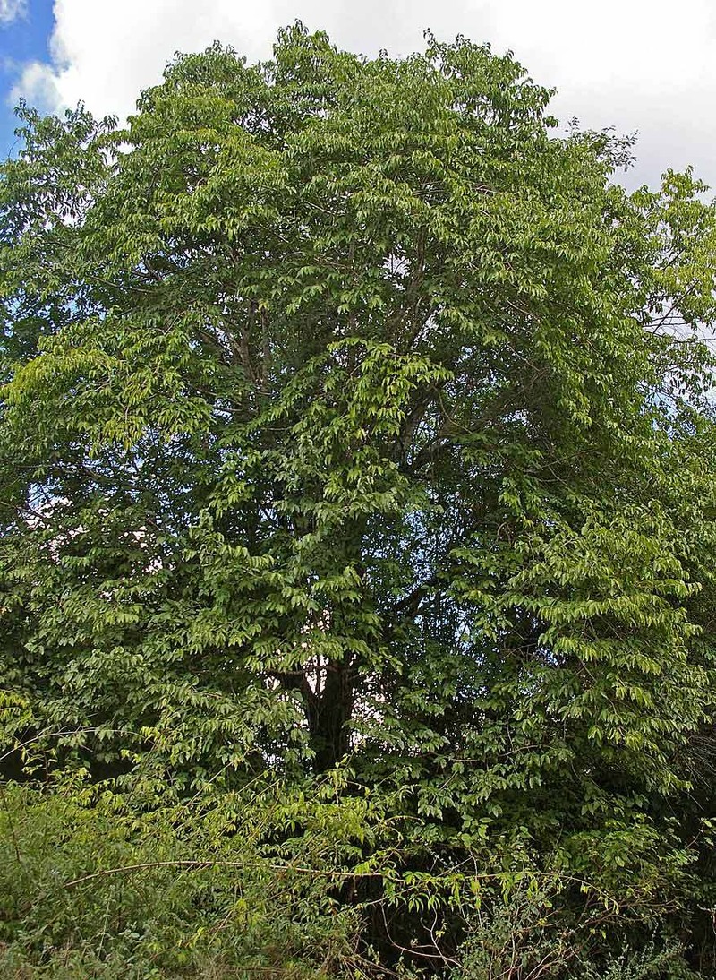 Afrocanthium racemulosum photo 4