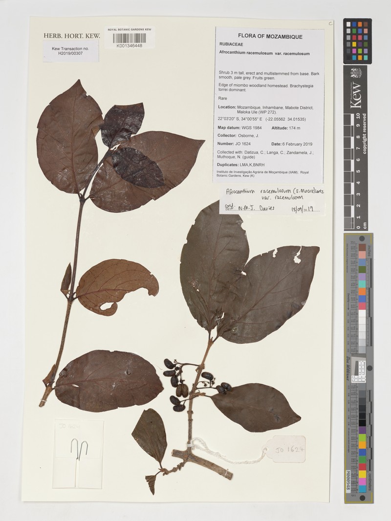 Afrocanthium racemulosum photo 5