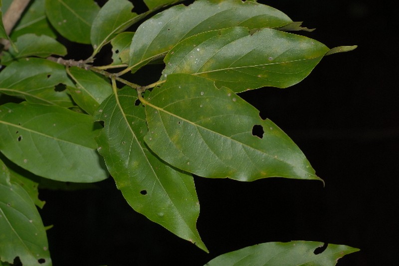 Afrocanthium racemulosum photo 6