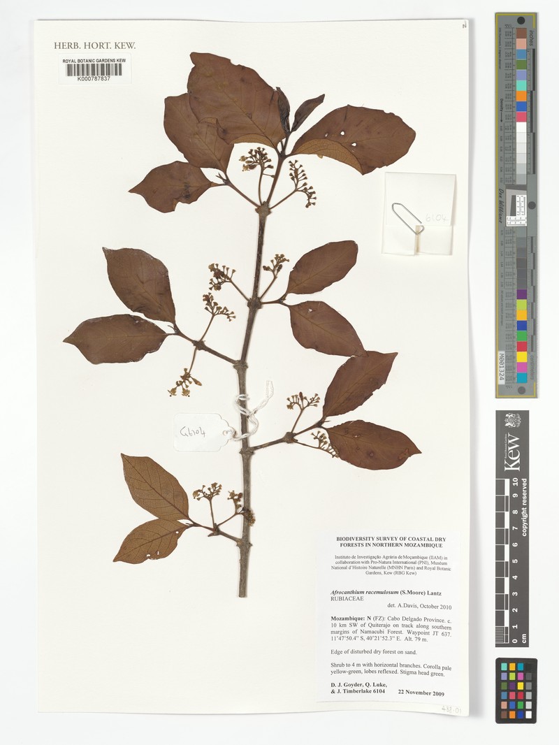 Afrocanthium racemulosum photo 7