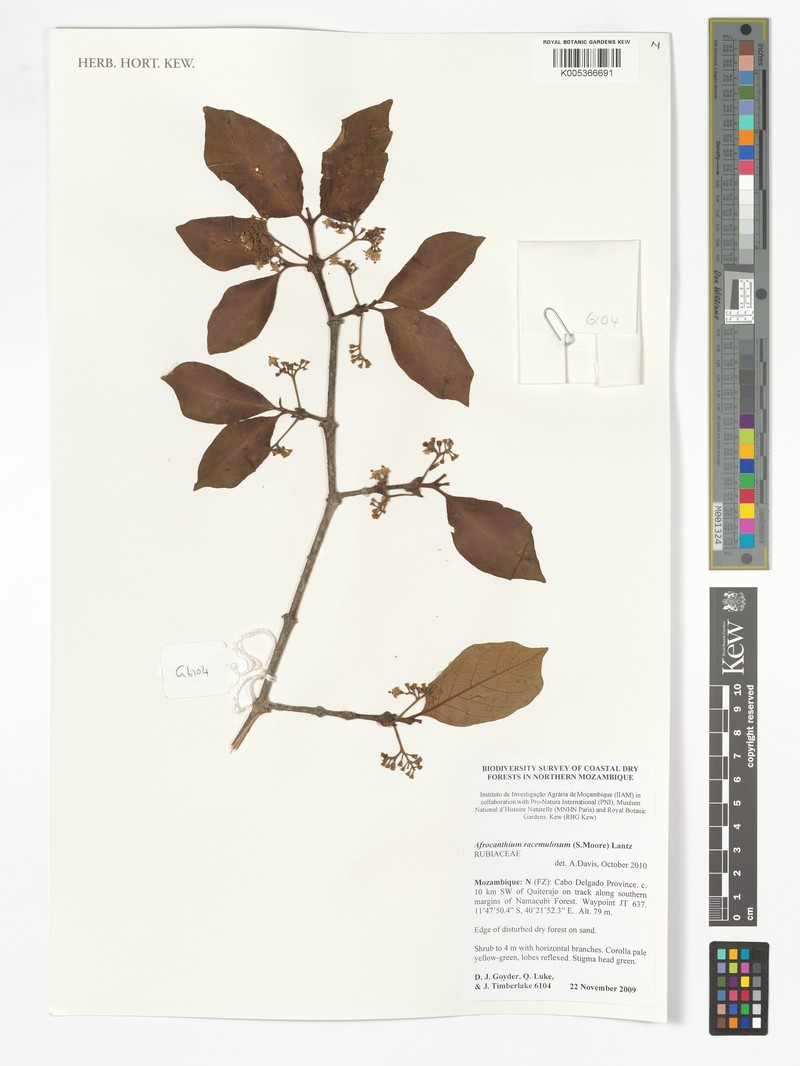 Afrocanthium racemulosum photo 8