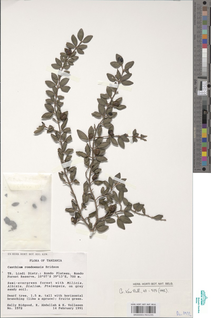 Afrocanthium rondoense