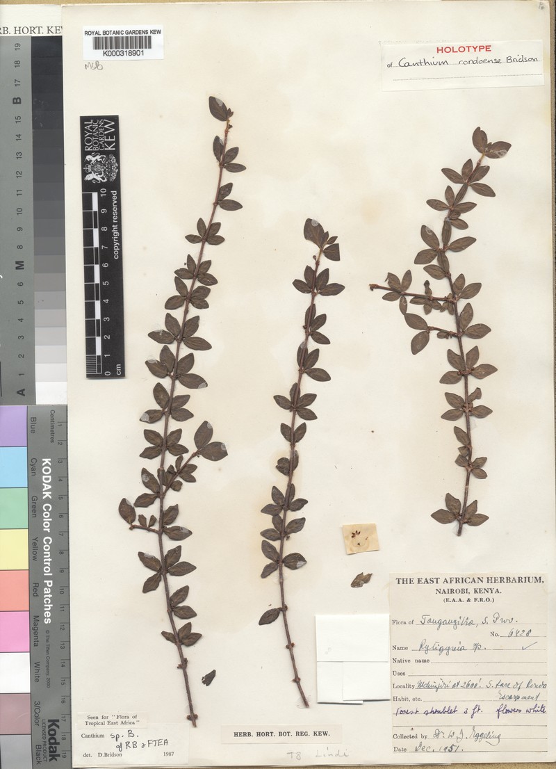 Afrocanthium rondoense photo 2
