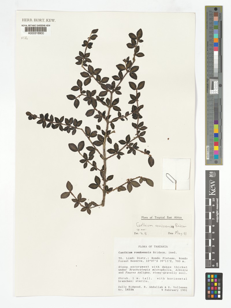 Afrocanthium rondoense photo 3