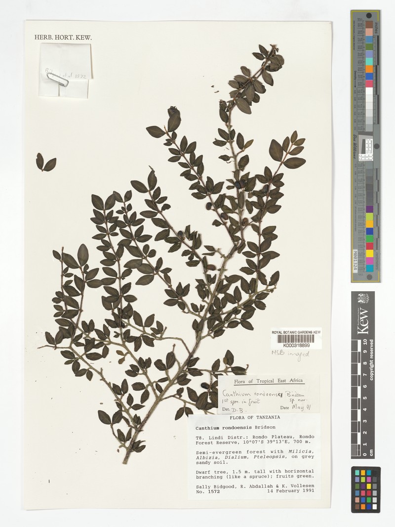 Afrocanthium rondoense photo 4