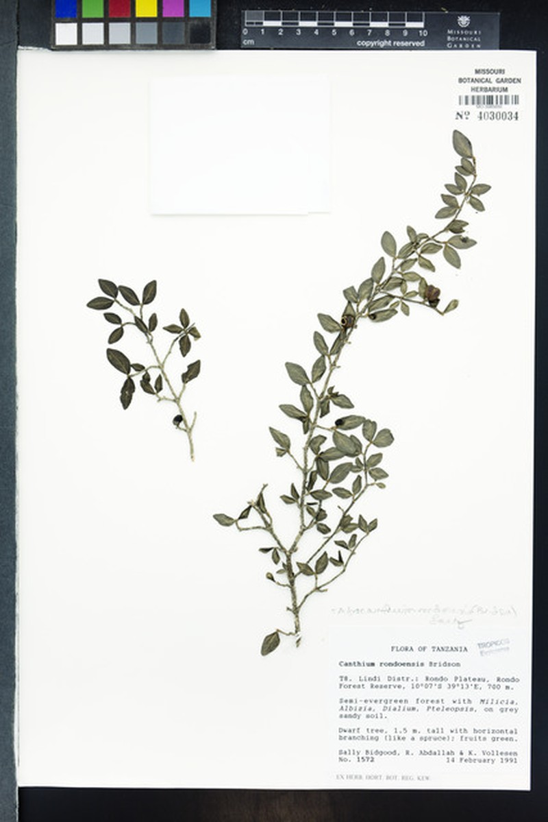 Afrocanthium rondoense photo 5