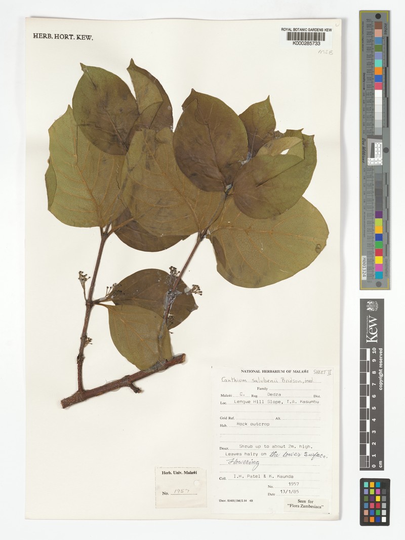 Afrocanthium salubenii