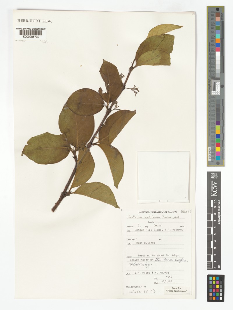 Afrocanthium salubenii photo 2